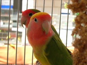 DSCN4004