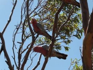 DSCF11881.jpg