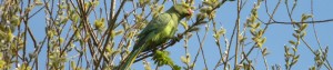 cropped-londra-2012-148.jpg