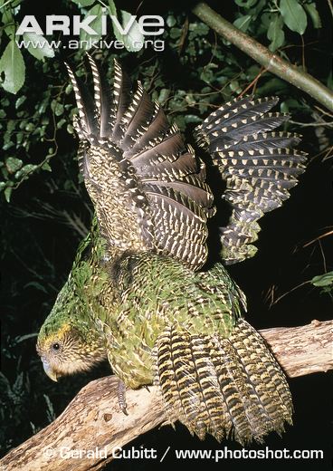Kakapo-stretching-wings-at-night