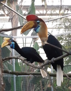 Rhyticeros cassidix Bucero caruncolato o Bucero di Sulawesi